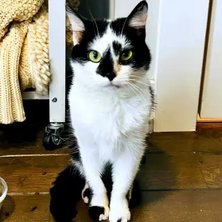 Domino