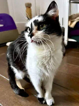 Domino