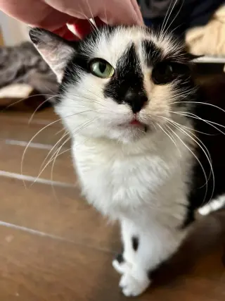 Domino