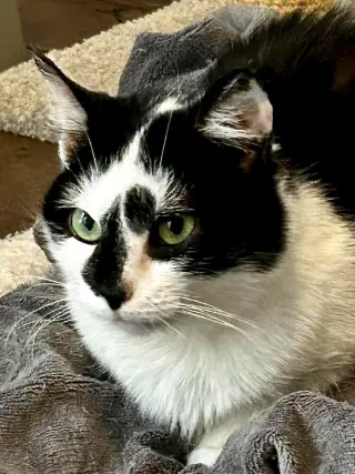 Domino