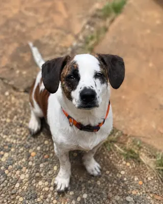 Spot