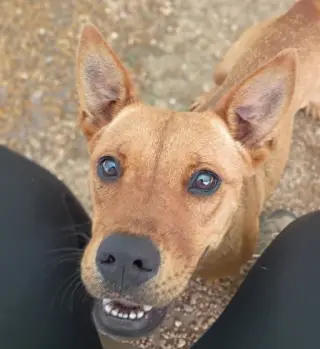 Delilah