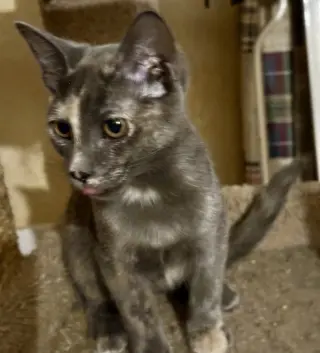 Georgia