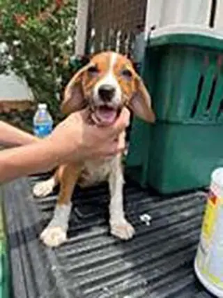 Five Beagles Joe