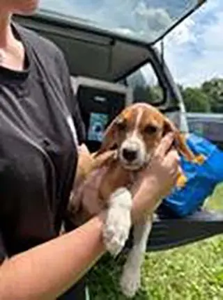 Five Beagles Joe