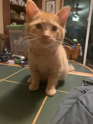 Kaboodle