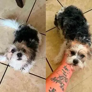 Gizmo