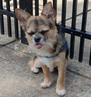 Gizmo