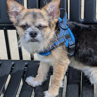 Gizmo