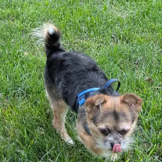 Gizmo