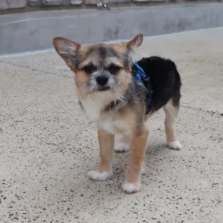 Gizmo