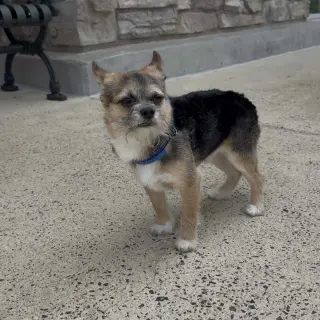 Gizmo