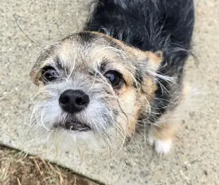 Gizmo