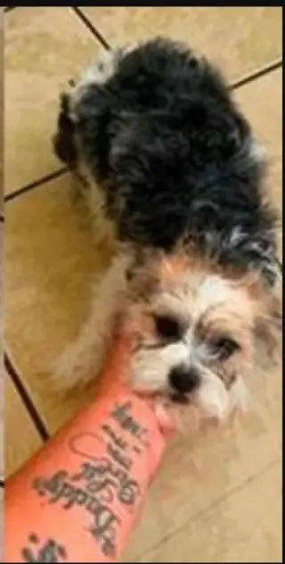 Gizmo