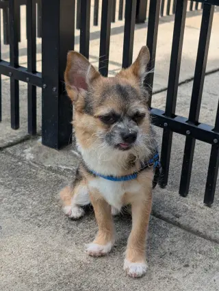 Gizmo