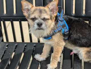 Gizmo