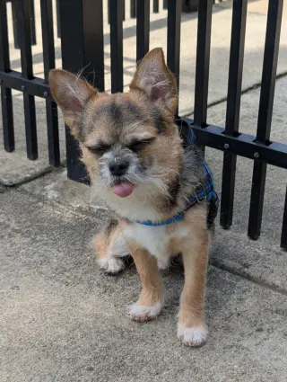 Gizmo