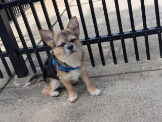 Gizmo