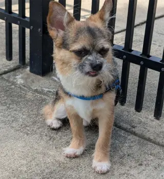 Gizmo
