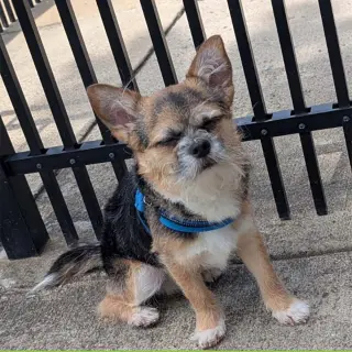 Gizmo