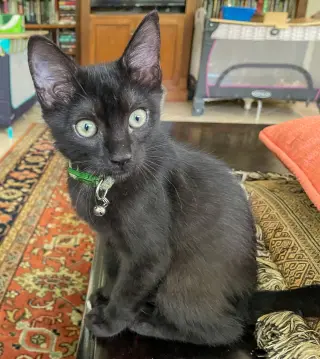 Kon