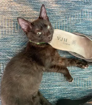 Kon