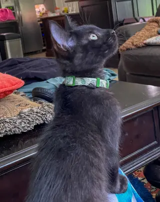 Kon