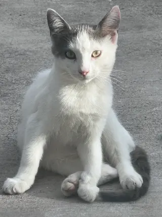 ZZ    Marshmallow