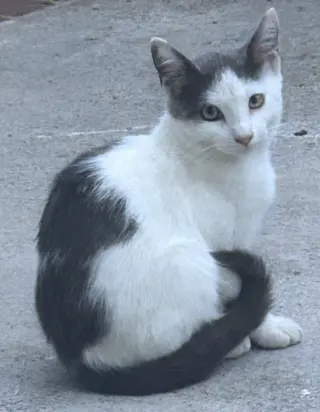 ZZ    Marshmallow