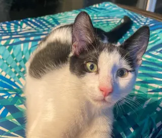 Roy