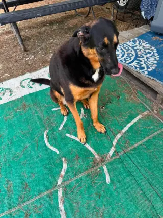 Daisy