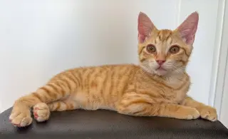 George Weasley
