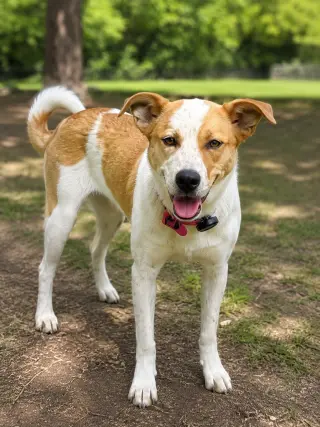 PUPPY SUSYE