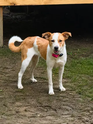 PUPPY SUSYE