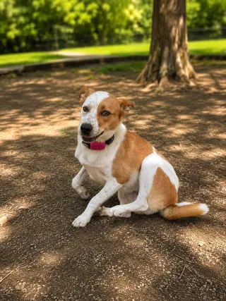 PUPPY SUSYE