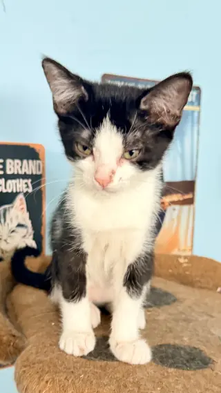 PURRPHUME