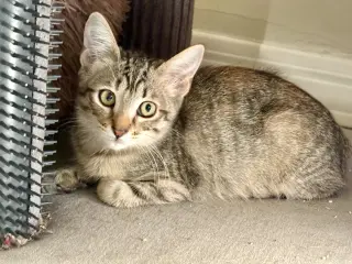 Willow
