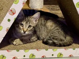 Willow