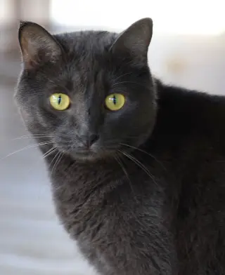 Archie