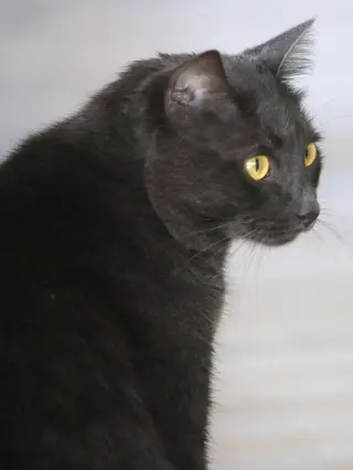 Archie