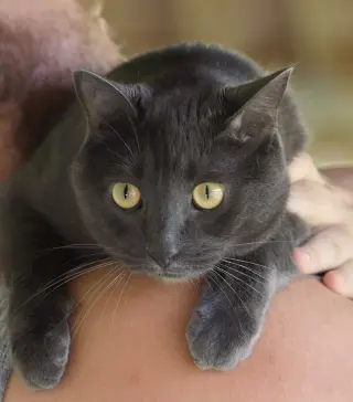 Archie