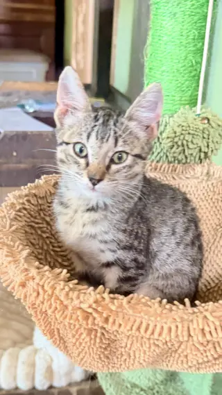 Meeko