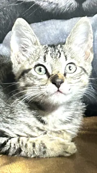 Meeko