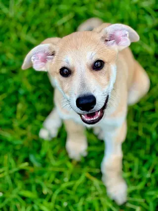 PUPPY MR.TUBBS