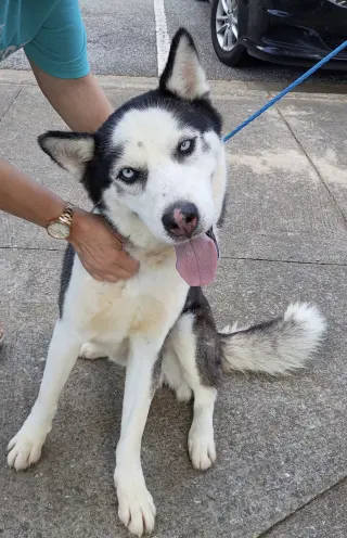 Rico