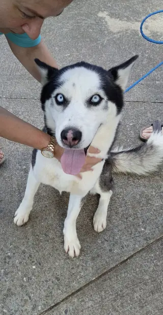 Rico