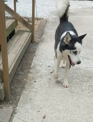 Rico