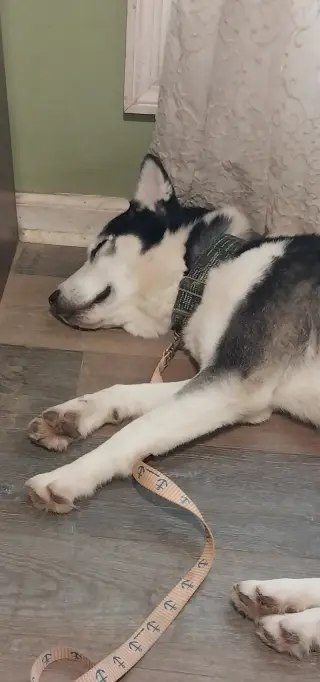 Rico
