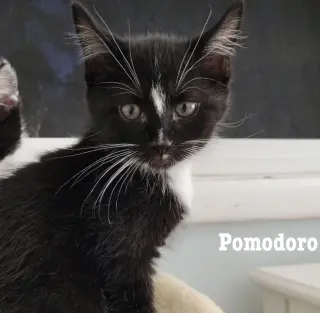 Pomodoro