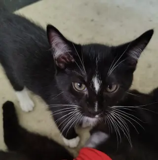 Pomodoro